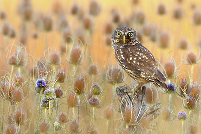 BUITEN BEELD Foto: 408597