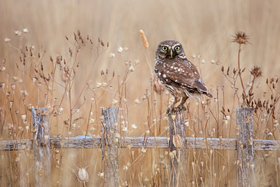 BUITEN BEELD Foto: 408599