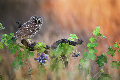 BUITEN BEELD Foto: 408608