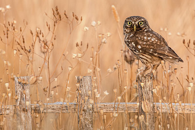 BUITEN BEELD Foto: 408616