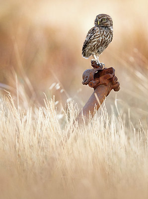 BUITEN BEELD Foto: 408623