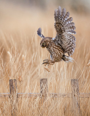 BUITEN BEELD Foto: 408628