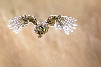 BUITEN BEELD Foto: 408646