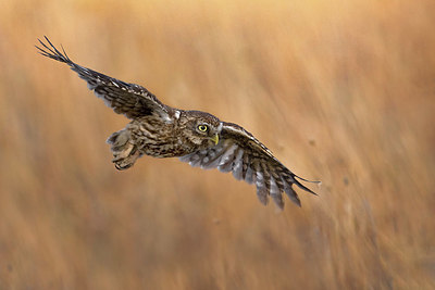 BUITEN BEELD Foto: 408654