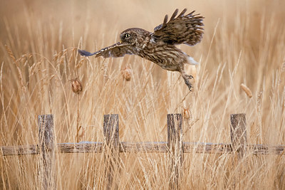 BUITEN BEELD Foto: 408660