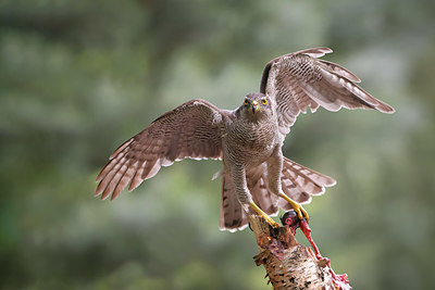 BUITEN BEELD Foto: 408685