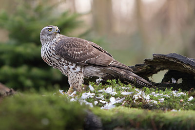 BUITEN BEELD Foto: 408688