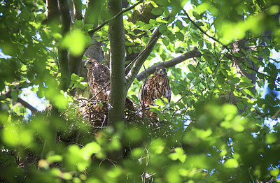 BUITEN BEELD Foto: 408690