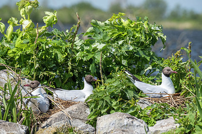 BUITEN BEELD Foto: 408738