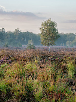 BUITEN BEELD Foto: 408748