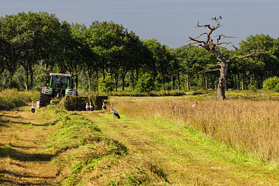 BUITEN BEELD Foto: 408750