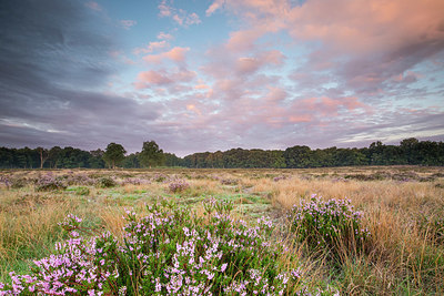 BUITEN BEELD Foto: 408751