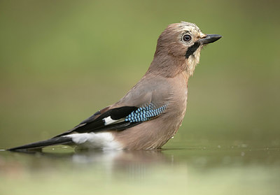 BUITEN BEELD Foto: 408791