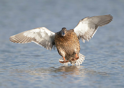 BUITEN BEELD Foto: 408813