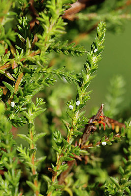BUITEN BEELD Foto: 408829
