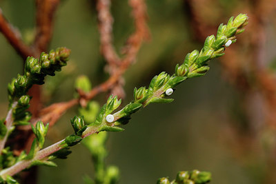 BUITEN BEELD Foto: 408831