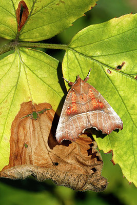 BUITEN BEELD Foto: 408852