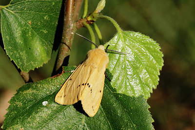 BUITEN BEELD Foto: 408855