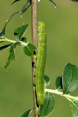 BUITEN BEELD Foto: 408869