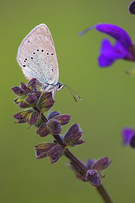 BUITEN BEELD Foto: 408873