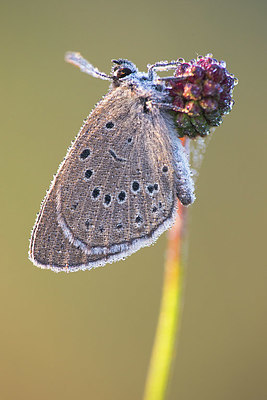 BUITEN BEELD Foto: 408877