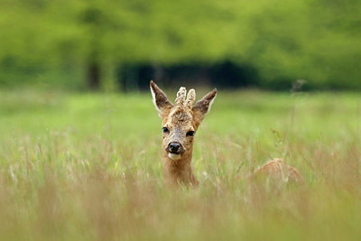 BUITEN BEELD Foto: 408898