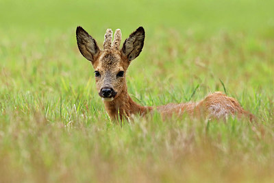 BUITEN BEELD Foto: 408899