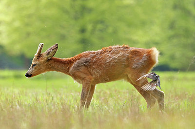 BUITEN BEELD Foto: 408900