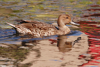 BUITEN BEELD Foto: 408932