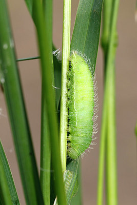 BUITEN BEELD Foto: 408940