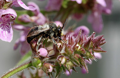 BUITEN BEELD Foto: 408948