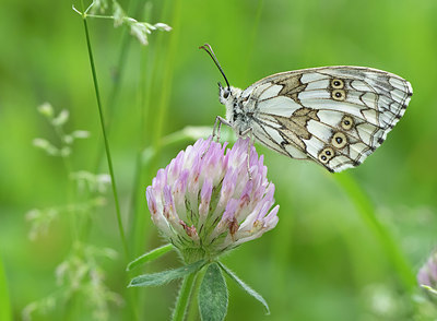 BUITEN BEELD Foto: 408949