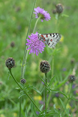 BUITEN BEELD Foto: 408952