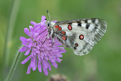 BUITEN BEELD Foto: 408953