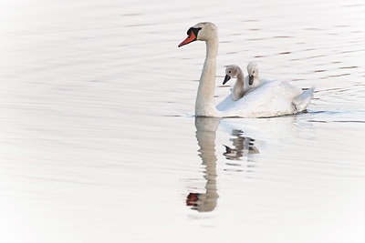 BUITEN BEELD Foto: 408954