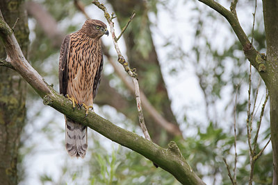 BUITEN BEELD Foto: 408955