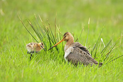 BUITEN BEELD Foto: 408988