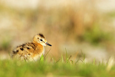 BUITEN BEELD Foto: 408995