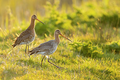 BUITEN BEELD Foto: 408996