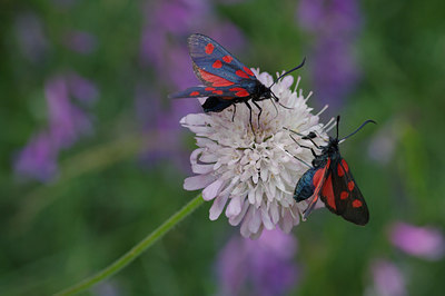 BUITEN BEELD Foto: 40006