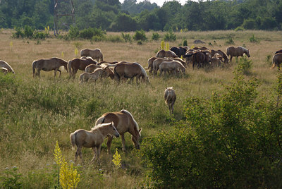 BUITEN BEELD Foto: 40009