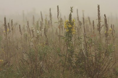 BUITEN BEELD Foto: 40036