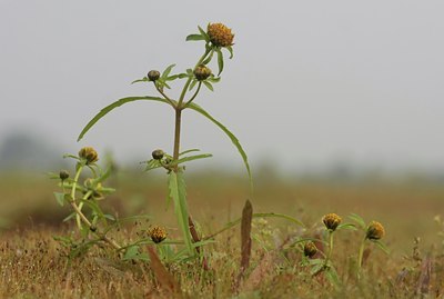 BUITEN BEELD Foto: 40043
