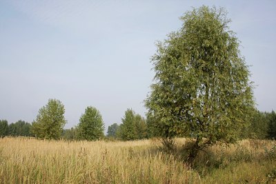 BUITEN BEELD Foto: 40056