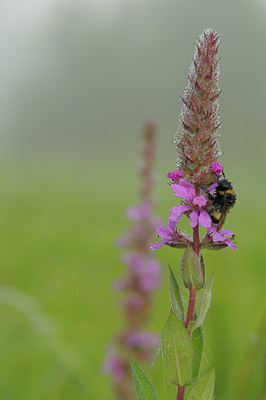 BUITEN BEELD Foto: 40103