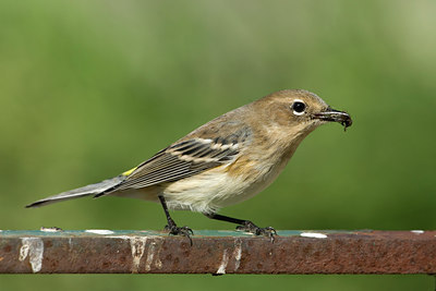 BUITEN BEELD Foto: 40119