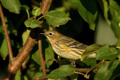 BUITEN BEELD Foto: 40125