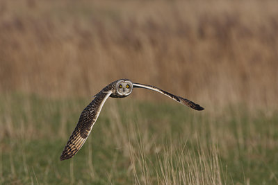 BUITEN BEELD Foto: 40143