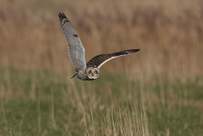 BUITEN BEELD Foto: 40144