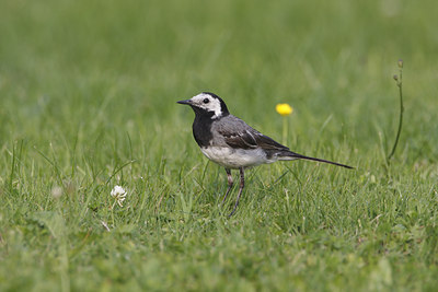 BUITEN BEELD Foto: 40145